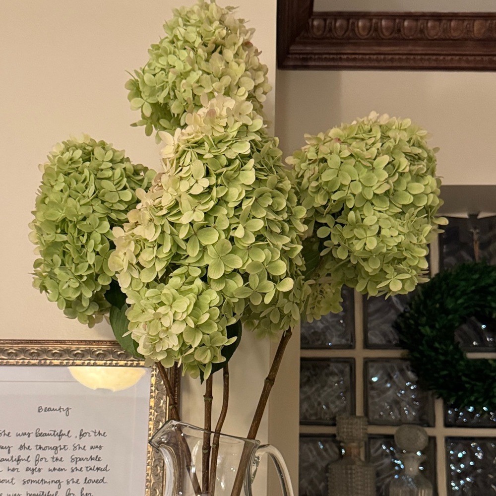 Elegant Dried Green Hydrangea Bouquet - 4 xtra large with very long stems